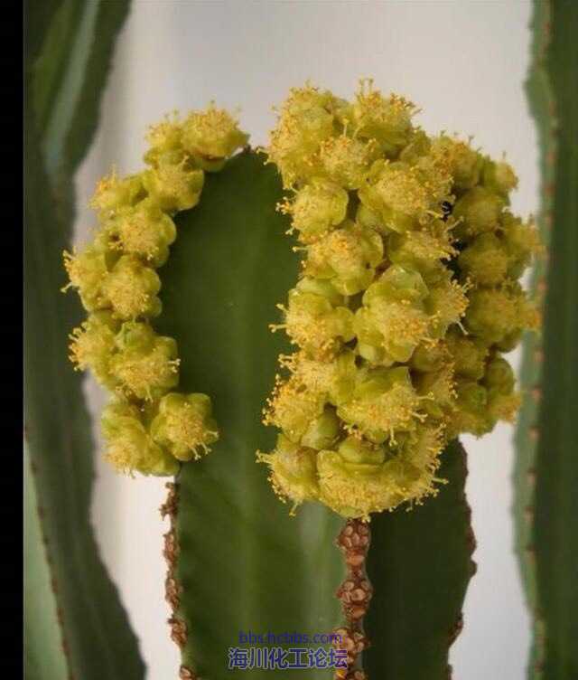 仙人掌開花