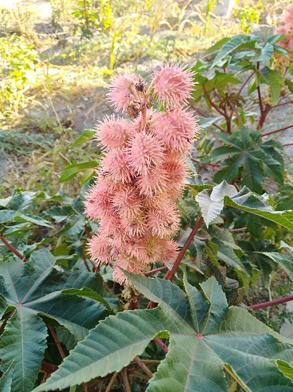 [海川秋色]艳丽的蓖麻花容海川,海川电子玻璃,什么海川,海川会,海川尚