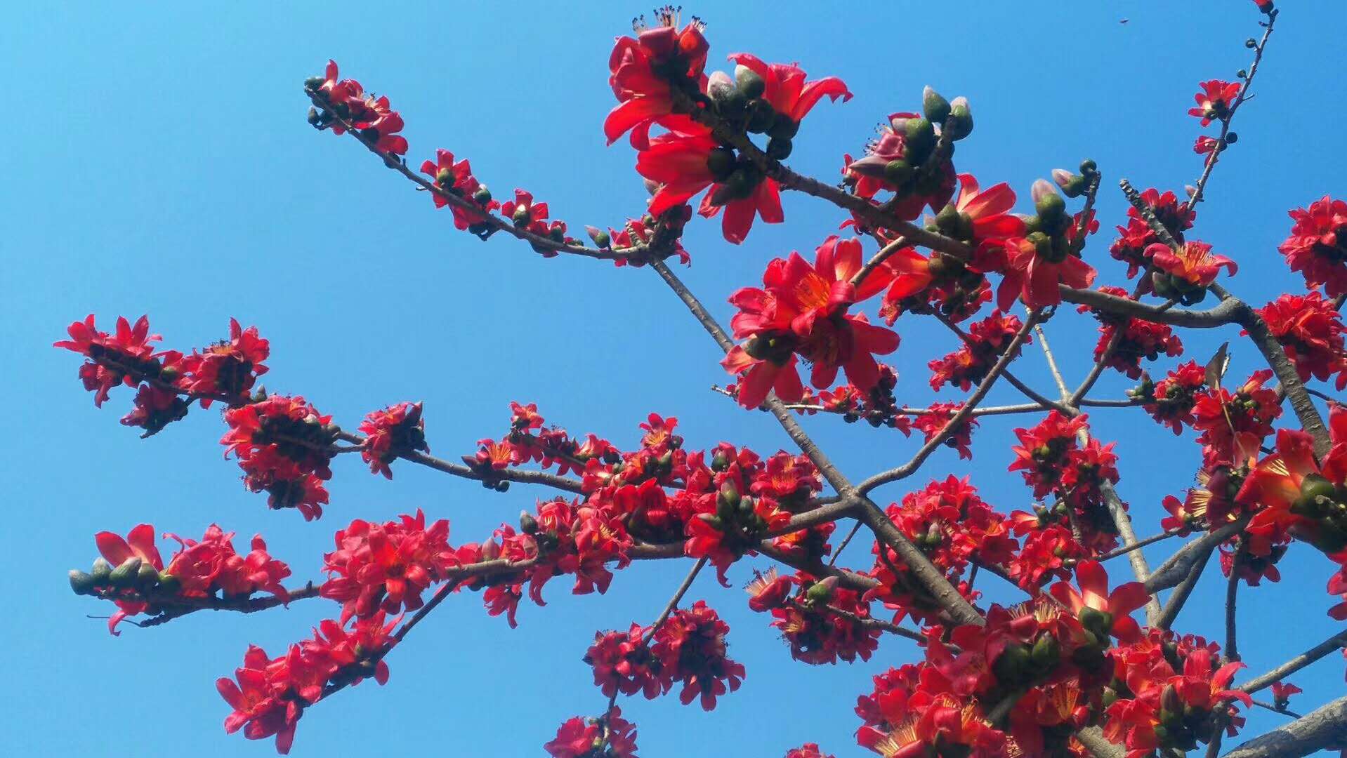 【海川團圓年之回家】 之春風吹來,木棉花開紅豔豔